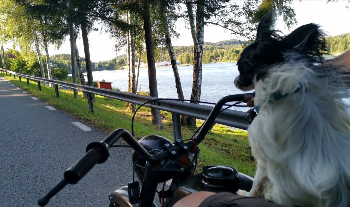 Hund i förarsätet på motorcykel vid en sjösidoväg under kvällspromenad.