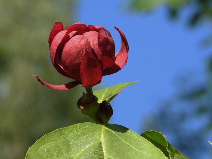 Blomknopp av kryddbusken Calycanthus x raulstonii 'Hartlage Wine' mot en blå himmel.