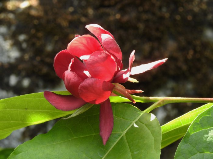 Närbild av röd Calycanthus x raulstonii 'Hartlage Wine' blomma med saftiga gröna blad.