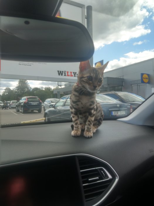 Bengalisk katt som sitter på instrumentbrädan i en bil på en parkeringsplats, Willys och Lidl i bakgrunden.