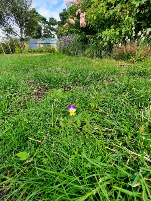 Enstaka färgglad blomma i en grön gräsmatta med suddig bakgrund av en trädgård och växthus.