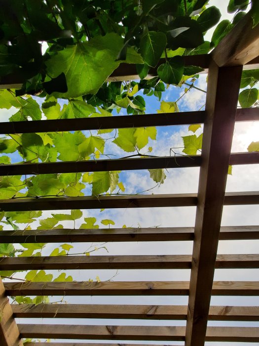 Vy uppåt genom en träpergola täckt av gröna löv mot en blå himmel med vita moln.