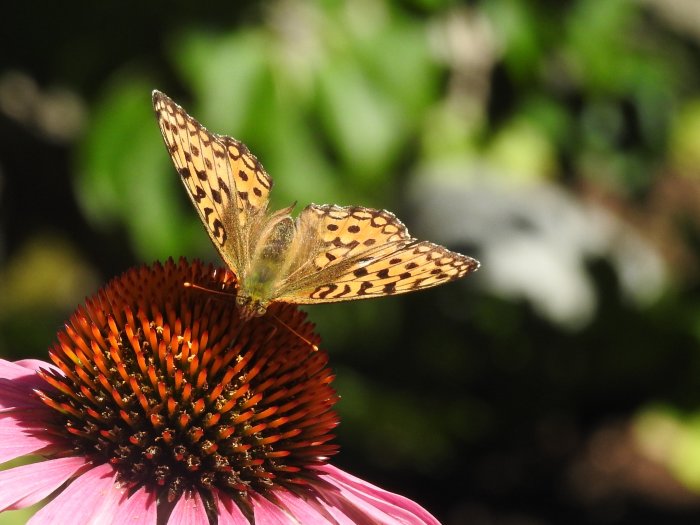 Hedpärlemorfjäril på en rosa blomma, symbol för biologisk mångfald och naturens skönhet.