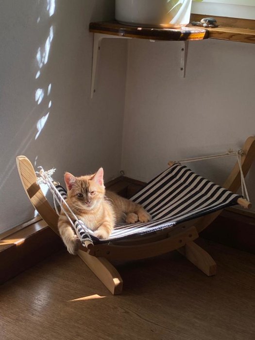 Orange katt som ligger i en liten hängmatta nära ett fönster med solljus.