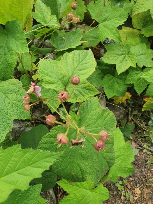 Invasiva växter med stora gröna blad och rosa knoppar som sprider sig i en trädgård.