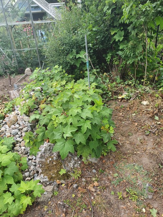 En frodig växt med stora gröna blad sprider sig oönskat nära ett växthus och stenar på en tomt.