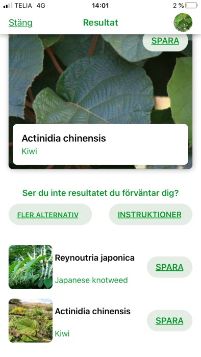 Skärmdump från växtidentifieringsapp som visar Actinidia chinensis och Reynoutria japonica.