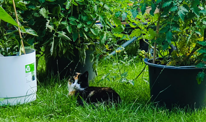 En katt vilar på en grön gräsmatta omgiven av krukväxter.