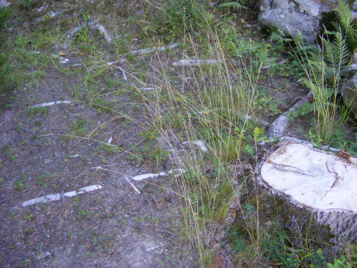 Avsågad stubbe med exponerade rötter i en skogsmark omgiven av gräs och ormbunkar.