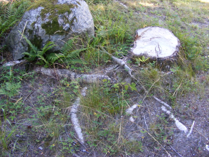 Stubbe med avsågade rötter som sträcker sig över marken vid en sten och grönska.