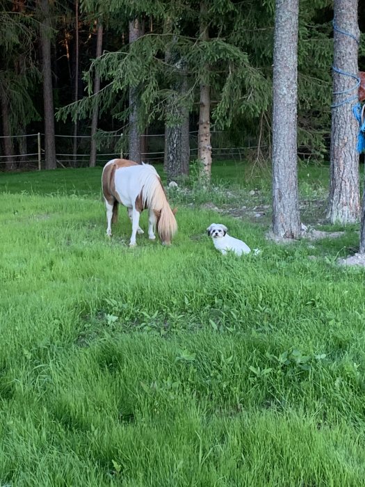 En ponny och en liggande hund på en grön äng framför skog.