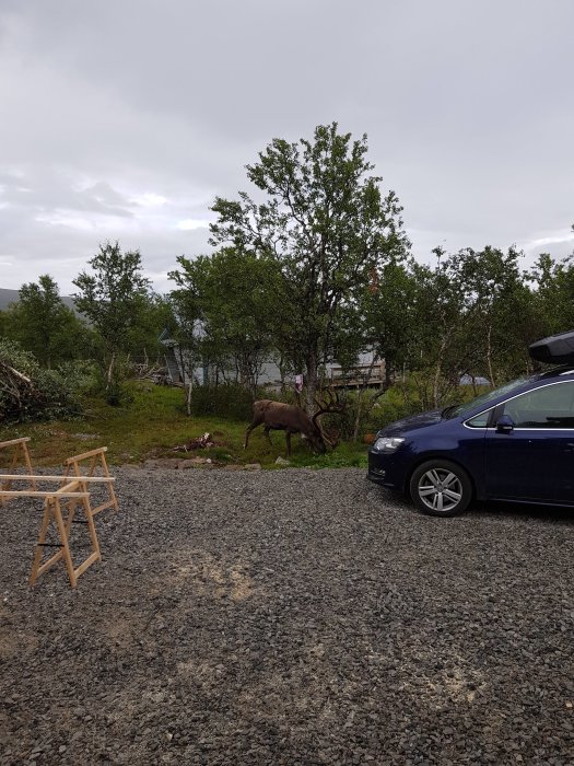 Rådjur nära fönsterfoder och en bil på en grusuppfart med träd i bakgrunden.