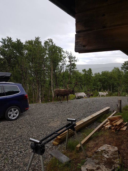 Rådjur besöker en grusuppfart nära byggmaterial och en parkerad bil vid ett skogsbryn.