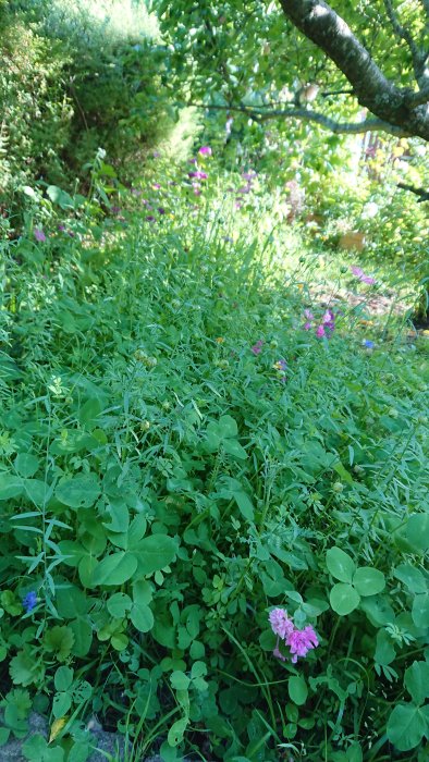 Lummig ängsfröblandning med gröna växter och några rosa blommor i skuggigt trädgårdsområde.