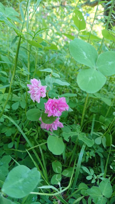 Lummig ängsfröblandning med rosa blommor och gröna blad i skuggigt läge.