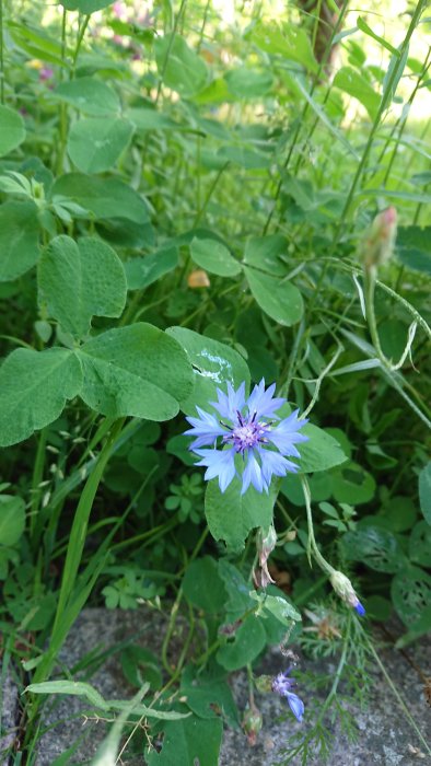 Lummig ängsfröblandning med blå blomma och gröna blad i skuggig miljö.