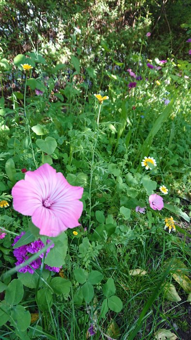 Lummig blomsteräng med blandning av vilda blommor i olika färger som frodas i skuggigt trädgårdsområde.