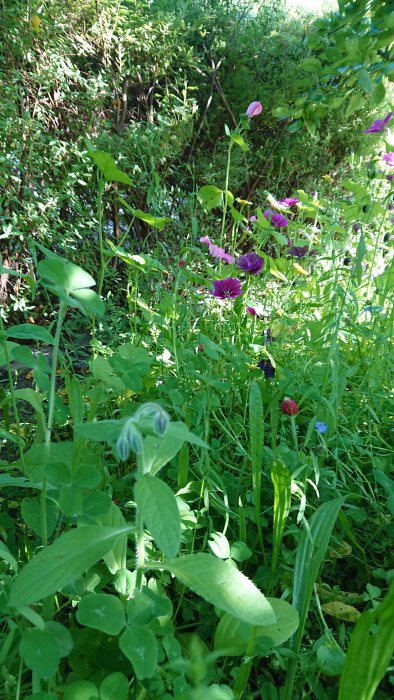 Lummig äng med vilda blommor och gröna växter belyst av solljus i en skuggig trädgård.