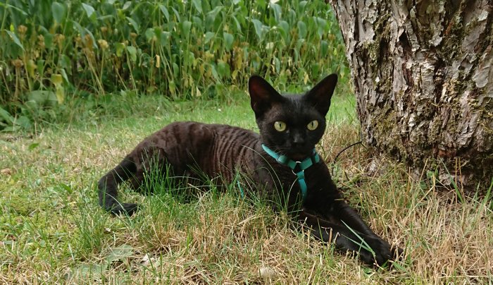 Svart katt med sele ligger i gräset vid stammen på ett äppelträd.