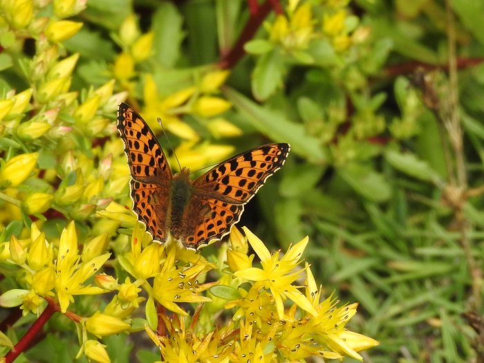 Skogspärlemorfjäril med orange vingar som har svarta prickar, sitter på gula blommor mot en grönskande bakgrund.