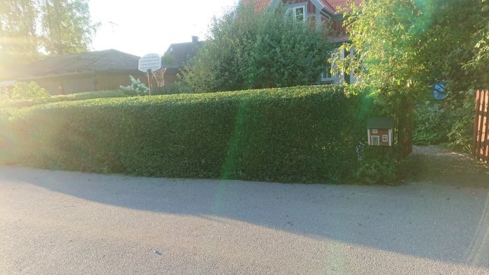 Nyklippt häck i solsken med en ojämn topp på en del.