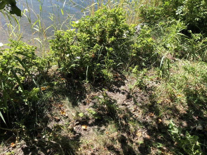 Nedklippta vresrosor vid en sjökant med en slysax till grästrimmer.