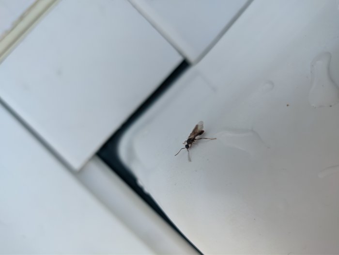 En fluga på ett vitt poolöverdrag med några vattendroppar och kakel i bakgrunden.