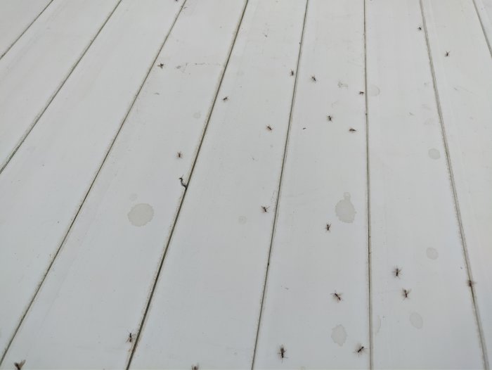 Flugor samlade på ett vitt poolöverdrag mot en bakgrund av träpaneler.