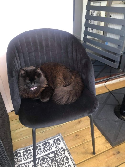 Brun katt som sover på en mörkgrå stol på en inglasad balkong.
