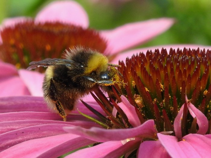 Humla täckt av gult pollen vilar på ett rosa blomblad, närbild.