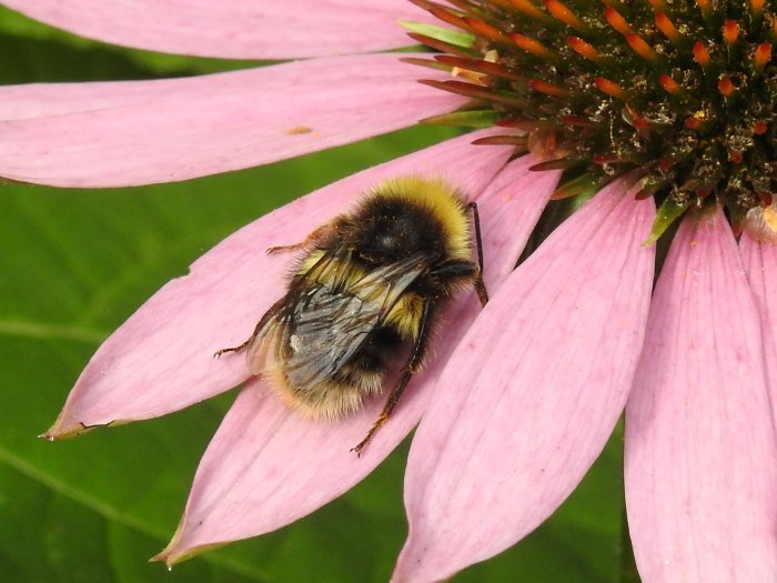 Humla täckt av gult pollen vilar på ett rosa blomblad.