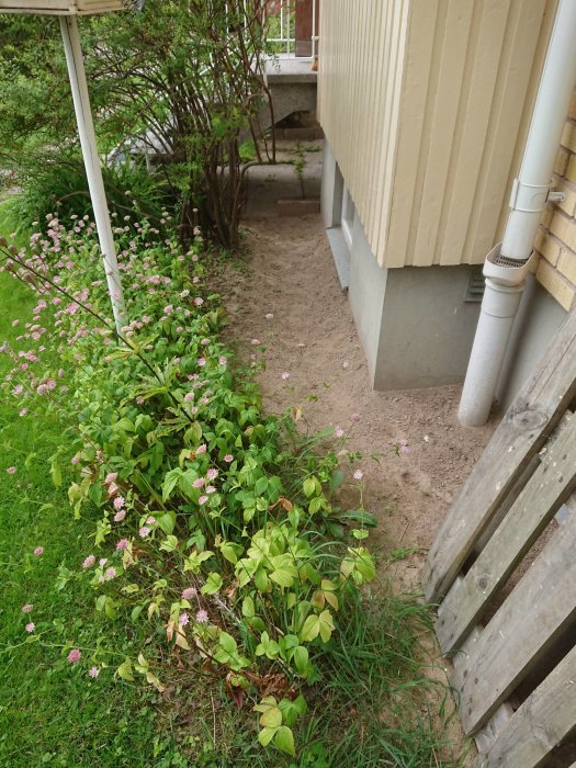 Plantering med gröna buskar och blommor framför hus, inramad med kantsten, jord och sand synlig.