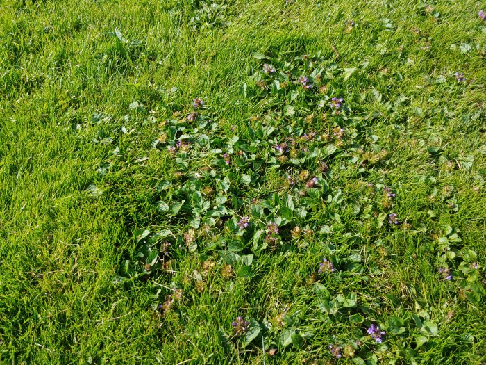 Gräsmatta med groblad och lågväxande ogräs med blå/lila blommor blandat i grönt gräs.