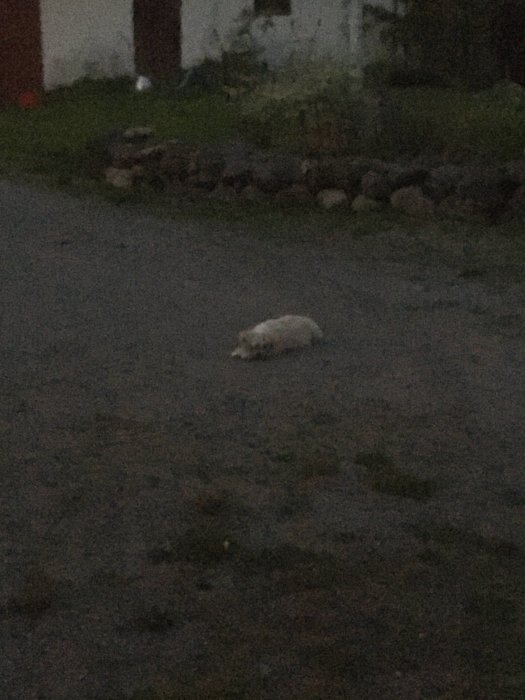 Hund ligger på gruset för att kyla magen på en varm dag.