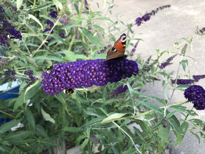 Fjärilar och humlor på lila fjärilsbuske Buddleja i trädgården.