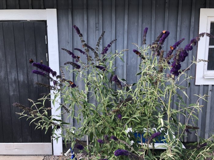 Buddlejabuske med lila blomklasar och fjärilar utanför en träklädd byggnad.