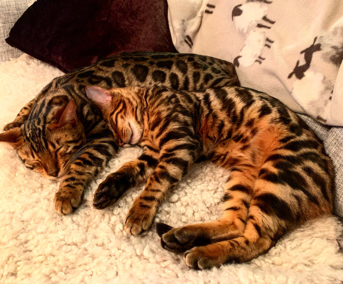 Två Bengal katter sover tätt intill varandra på en vit fluffig matta.