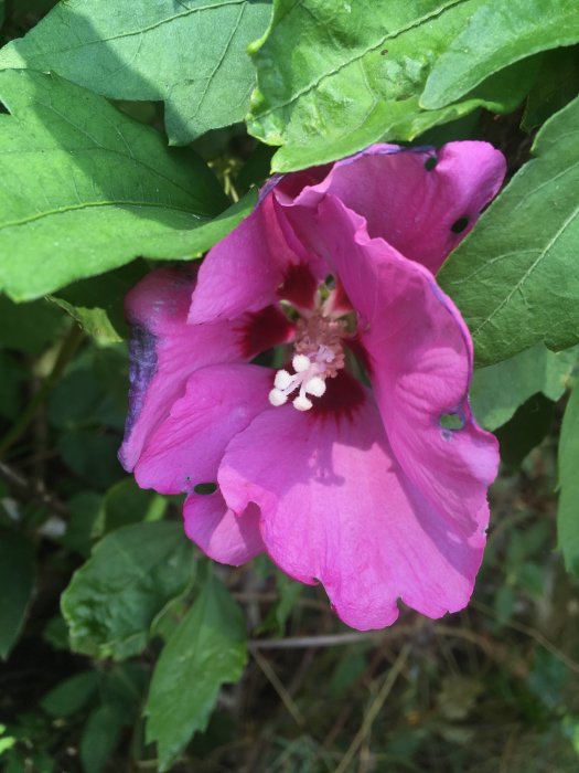 Blommande rosa hibiskusblomma med grönt lövverk i en trädgård, dold under balkongen.