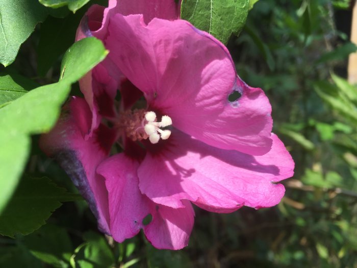 Närbild på en nyutslagen rosa hibiskusblomma med gröna blad och suddig bakgrund.