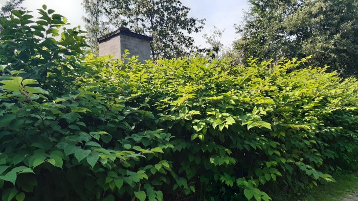 Övervuxen trädgård med frodig grönska och skorsten i bakgrunden.