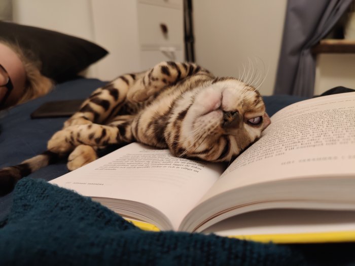 Katt ligger upp-och-ned bredvid en öppen bok och tittar in i kameran.