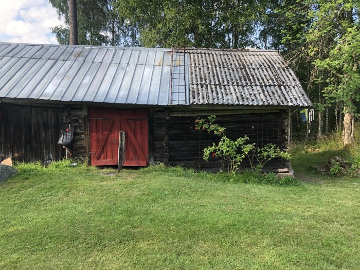 Äldre timmrad lada med slitet timmer på kortsidan och en rödmålad dörr, omgiven av grönska.