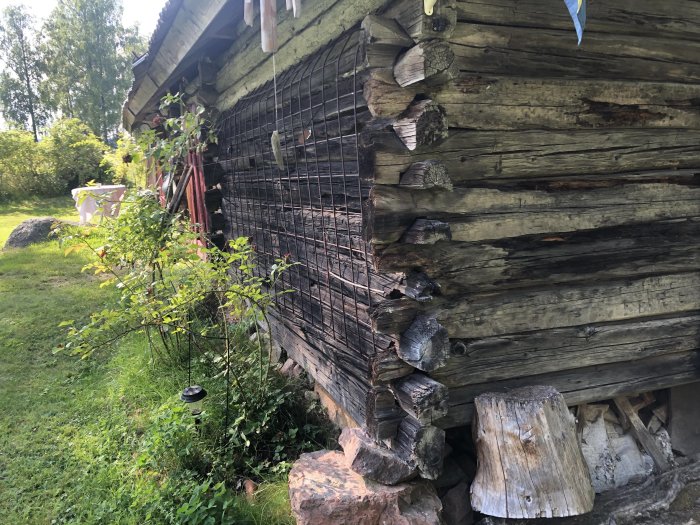 Skadad kortsida av en äldre timrad lada med hårt åtgånget trä och synlig konstruktionskomponent nära grunden.