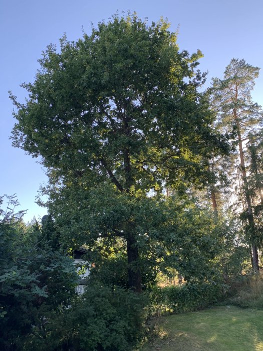 Hög ek med tät krona i trädgård omgiven av mindre träd och ett hus i bakgrunden.