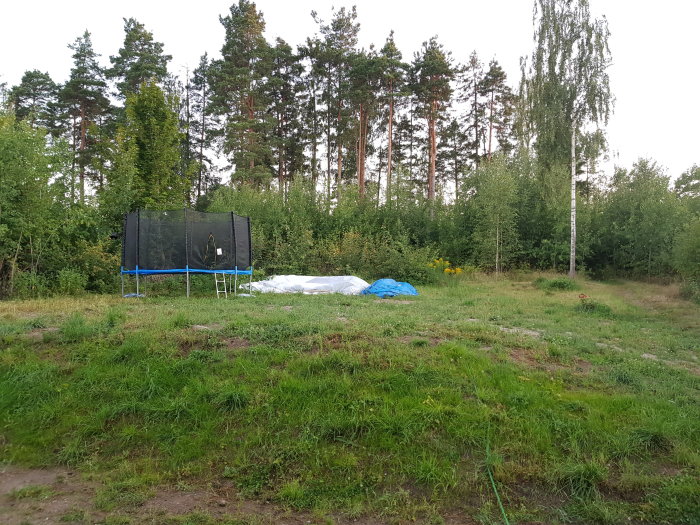 En del av en ojämn tomt med gräs, en studsmatta och tät sly vid tallar i bakgrunden.