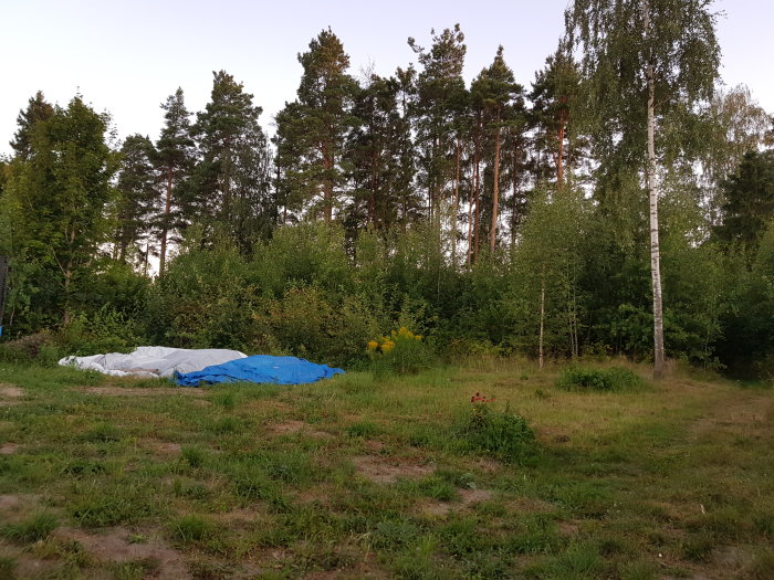 Ojämn tomt med gräs, sly och tallar i bakgrunden, blå presenning i förgrunden.