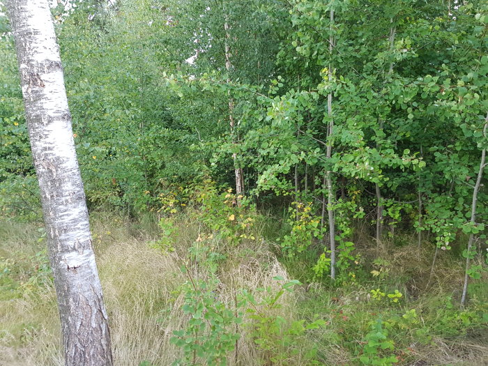 Ojämn tomt med högt gräs och täta buskar upp till en grupp tallar.