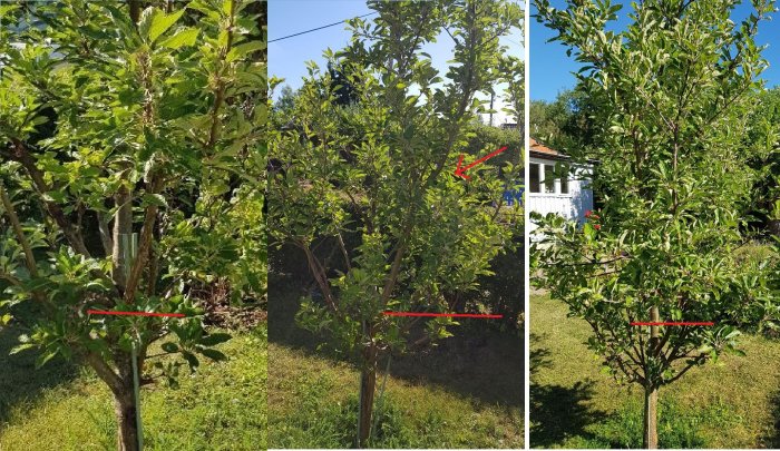 Ungefär 3-4 år gammalt äppelträd som grenar sig lågt, markerat för beskärning under röda strecken.