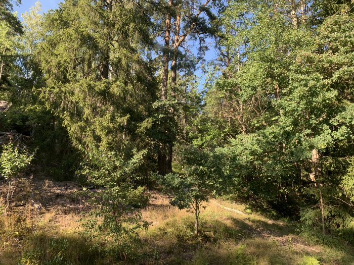 Vy över skog med täta träd som skymmer eftermiddagssolen, tagen från ett fönster.