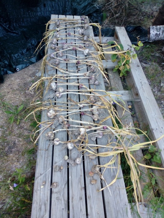 Nyskördad vitlök torkar på en träpall utomhus.